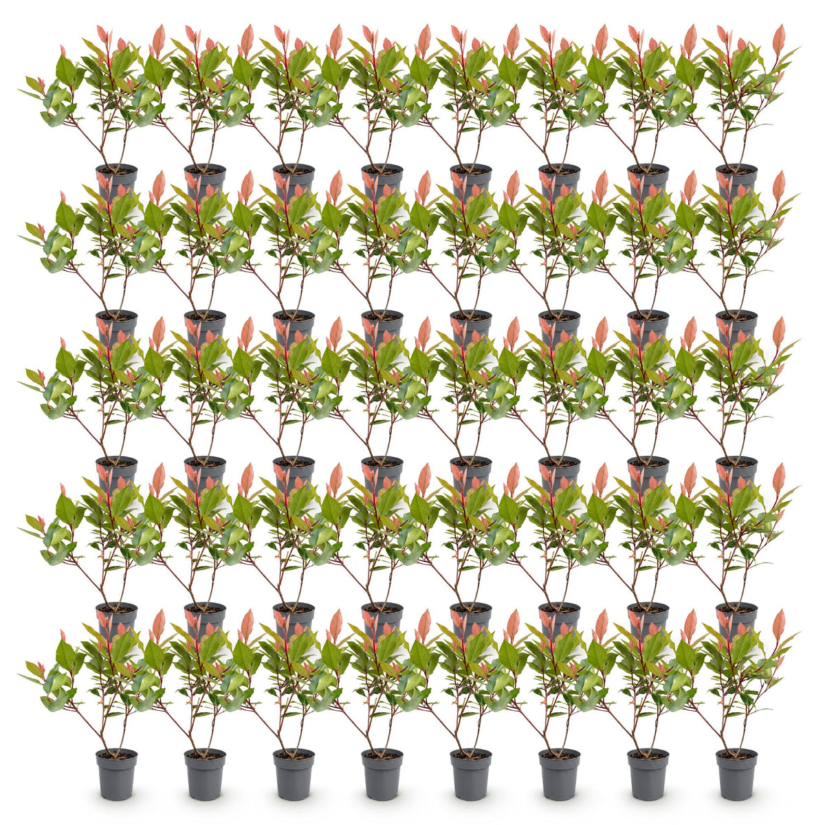 Glanzmispel (kompakt) 'Little Red Robin' – Photinia fraseri 'Little Red Robin' – 40 Heckenpflanzen – Ansicht 2