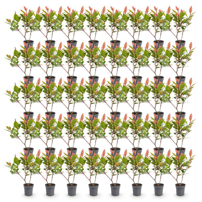 Glanzmispel (kompakt) 'Little Red Robin' – Photinia fraseri 'Little Red Robin' – 40 Heckenpflanzen – Ansicht 2