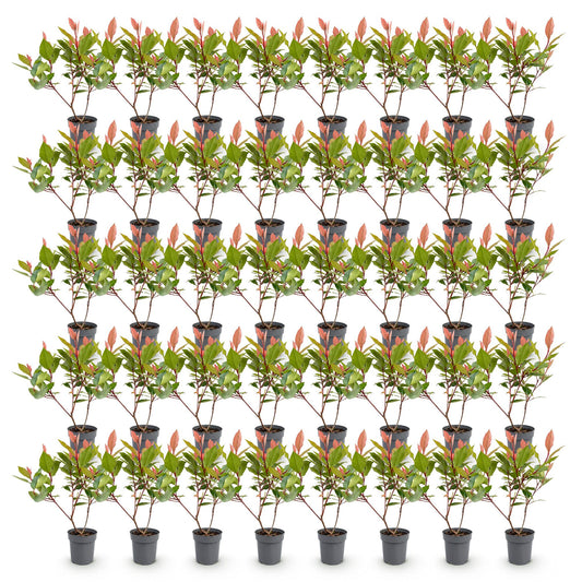 Glanzmispel (kompakt) 'Little Red Robin' – Photinia fraseri 'Little Red Robin' – 40 Heckenpflanzen – Ansicht 2