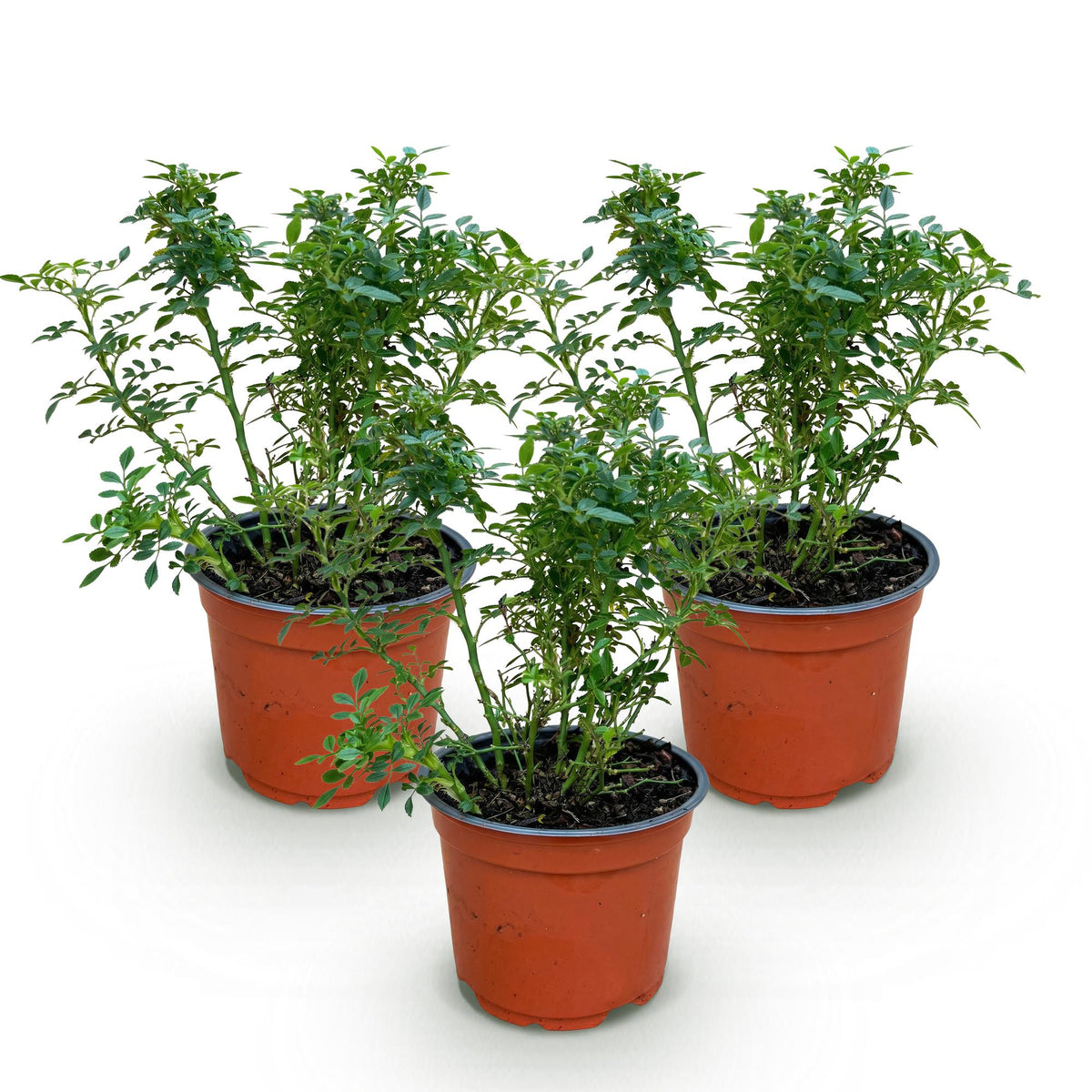 Gartenrose Rosa Cutie Pie 3er Set – winterhart rosa – Duftrose im Topf 12cm – Höhe 20-25cm – kompakter Rosenstrauch 30-40cm – lange Blüte für Beet, Hecke, Balkon & Terrasse 