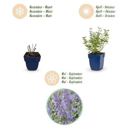 Katzenminze 'Walker' – Nepeta faassenii 'Walker's Low' – Topf Ø11cm – Ansicht 4