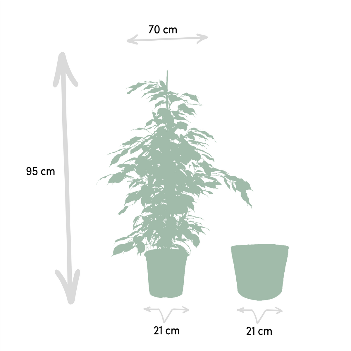 Ficus Benjamina Danielle - Ø21cm - ↕95cm + Ficus Benjamina Twilight - Ø21cm - ↕95cm + Ficus Microcarpa Moclame - Ø21cm - ↕95cm + Korb Selin 