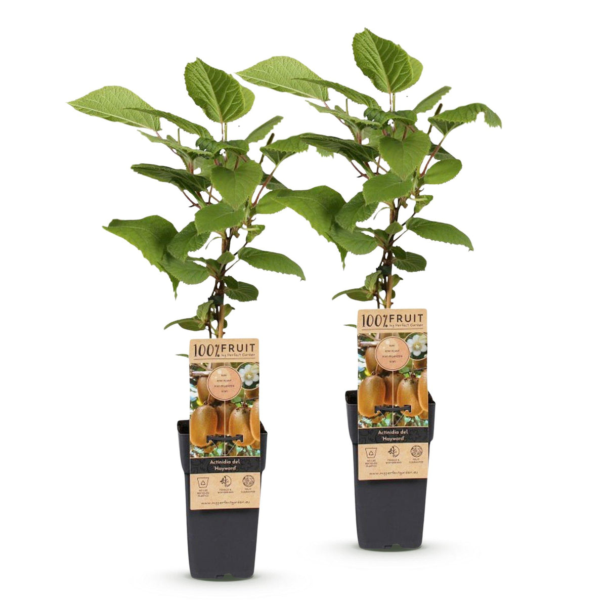 Green boutiQ - Fruit plant - Actinidia deliciosa Hayward - Kiwi plant - Female - Green Fruit - 2 Plants - Pot 15cm - Height 50cm 