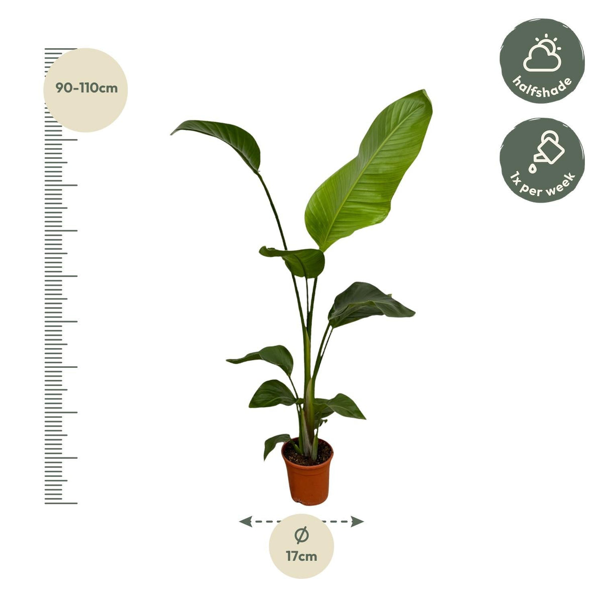 Weißer Paradiesvogel – Strelitzia Nicolai – Zimmerpflanze – Ø17cm – ca. 100 cm hoch – Exotisches Grün für Innenräume - 2 Pflanzen 