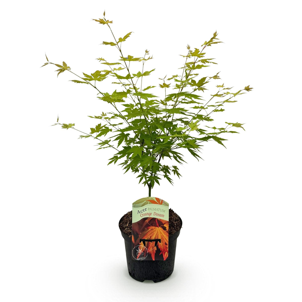 Japanischer Ahorn – Acer palmatum Orange Dream – ca. 70 cm hoch – Orange-Gelb – im 19 cm Topf – Balkon- & Gartenpflanze – Zierbaum mit Farbwechsel 