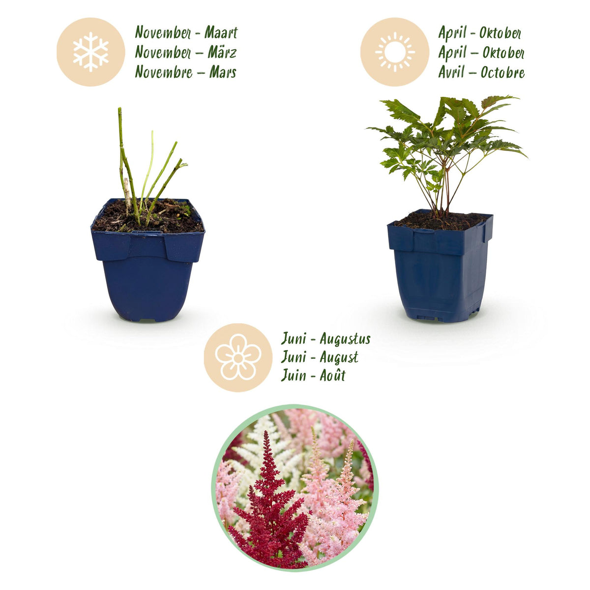 Prachtspiere-Mix (dreifarbig) – Astilbe-Sortenmix – Topf Ø11cm – Bienenfreundliche Staude für Garten & Balkon – Ansicht 4