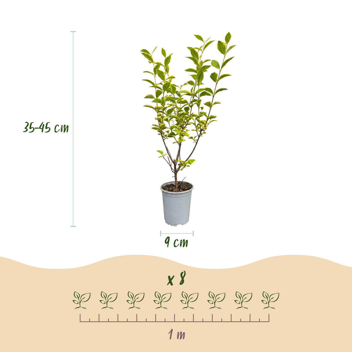 Buntblättriger Liguster – Ligustrum ovalifolium 'Aureum' – 16 Heckenpflanzen – Topf Ø9cm – Höhe 35-45cm – Ansicht 4