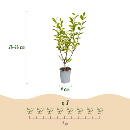 Buntblättriger Liguster – Ligustrum ovalifolium 'Aureum' – 16 Heckenpflanzen – Topf Ø9cm – Höhe 35-45cm – Ansicht 4