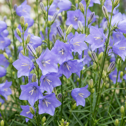 Pfirsichblättrige Glockenblume – Campanula persicifolia – 6 Pflanzen – Topf Ø11cm – Ansicht 5