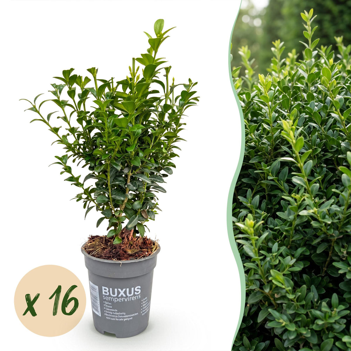 Buchsbaum – Buxus sempervirens – 16 Heckenpflanzen – Topf Ø9cm – Höhe 20-25cm – Winterhart & immergrün