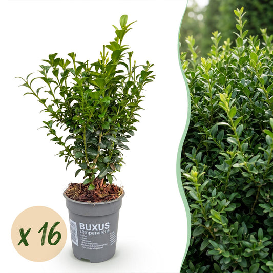 Buchsbaum – Buxus sempervirens – 16 Heckenpflanzen – Topf Ø9cm – Höhe 20-25cm – Winterhart & immergrün