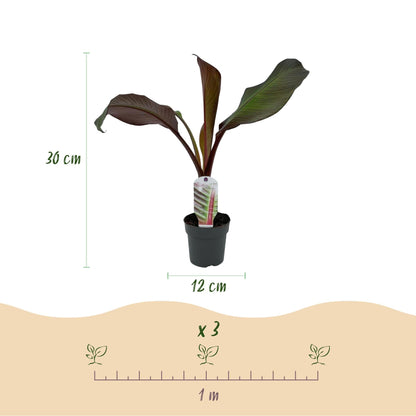 Bananenpflanze Ensete ventricosum Maurelli – 2 Pflanzen – Winterhart – Obstpflanze – Ø12cm – Höhe ca. 30cm