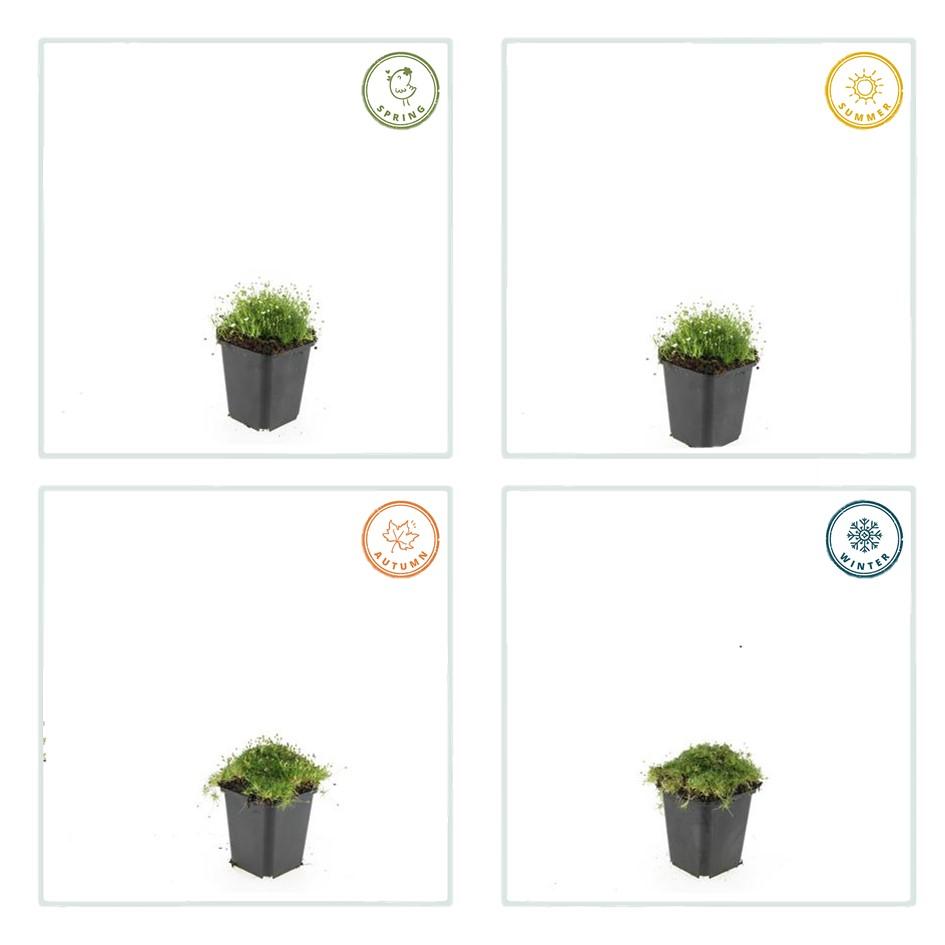 Sagina subulata Irisches Moos – Bodendecker Set Ø9cm – Immergrün & trittfest – Ansicht 11