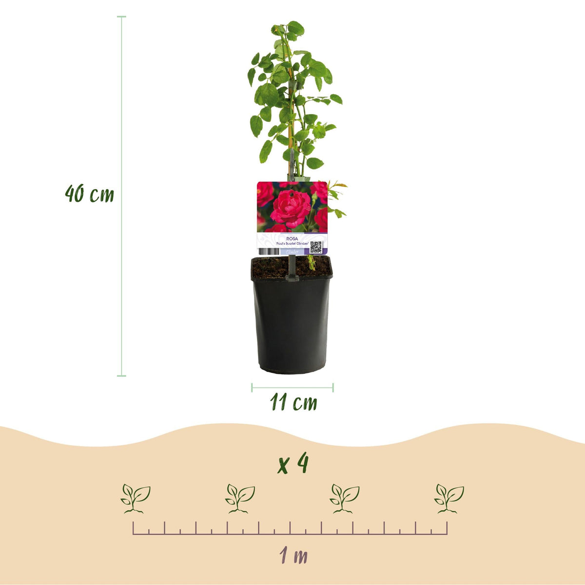Kletterrose - Rosa Paul Scarlet Climber - Blüte Rot - Wenig Pflege - 2 Pflanzen - Topf 11cm Höhe 40cm 