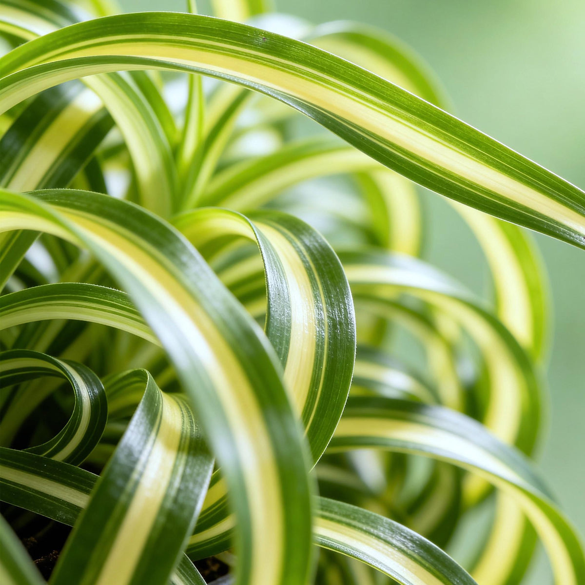 Green boutiQ - Zimmerpflanze - Chlorophytum comosum Bonnie - Lockige Graslilie - Haustierfreundliche Pflanze - Grün - 1 Pflanze - mit Korb - Topf 12cm - Höhe 20cm 