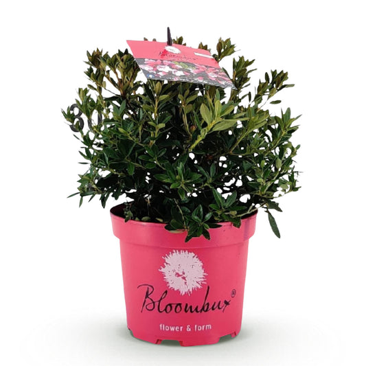 Green boutiQ - Zwerg Rhododendron - Rhododendron Bloombux Magenta - Blühender Buxus - Geringer Pflegeaufwand - Rosa Blüte - 1 Pflanze - Topf 17cm - Höhe 30-40cm 