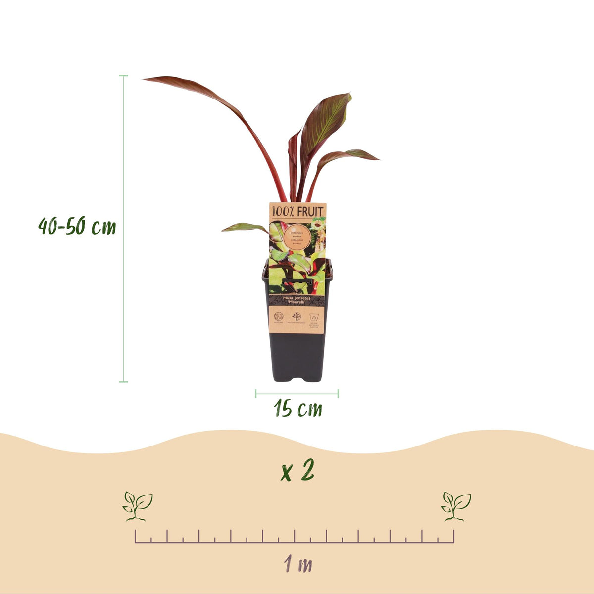Green boutiQ - Fruit plant - Musa ensete Maurelli - Banana tree - Hardy - Red-Green - 2 Plants - Pot 15cm - Height 50cm 