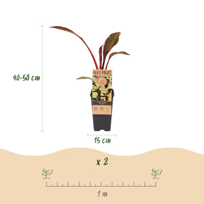Green boutiQ - Fruit plant - Musa ensete Maurelli - Banana tree - Hardy - Red-Green - 2 Plants - Pot 15cm - Height 50cm 