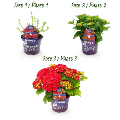 Hortensie Forever & Ever – Hydrangea macrophylla – Rot – Balkonpflanze – 7–12 Blüten – Im 23 cm Topf – Ca. 55 cm hoch – Für Terrasse, Balkon & Beet – Langanhaltende Blüte – Pflegeleicht 