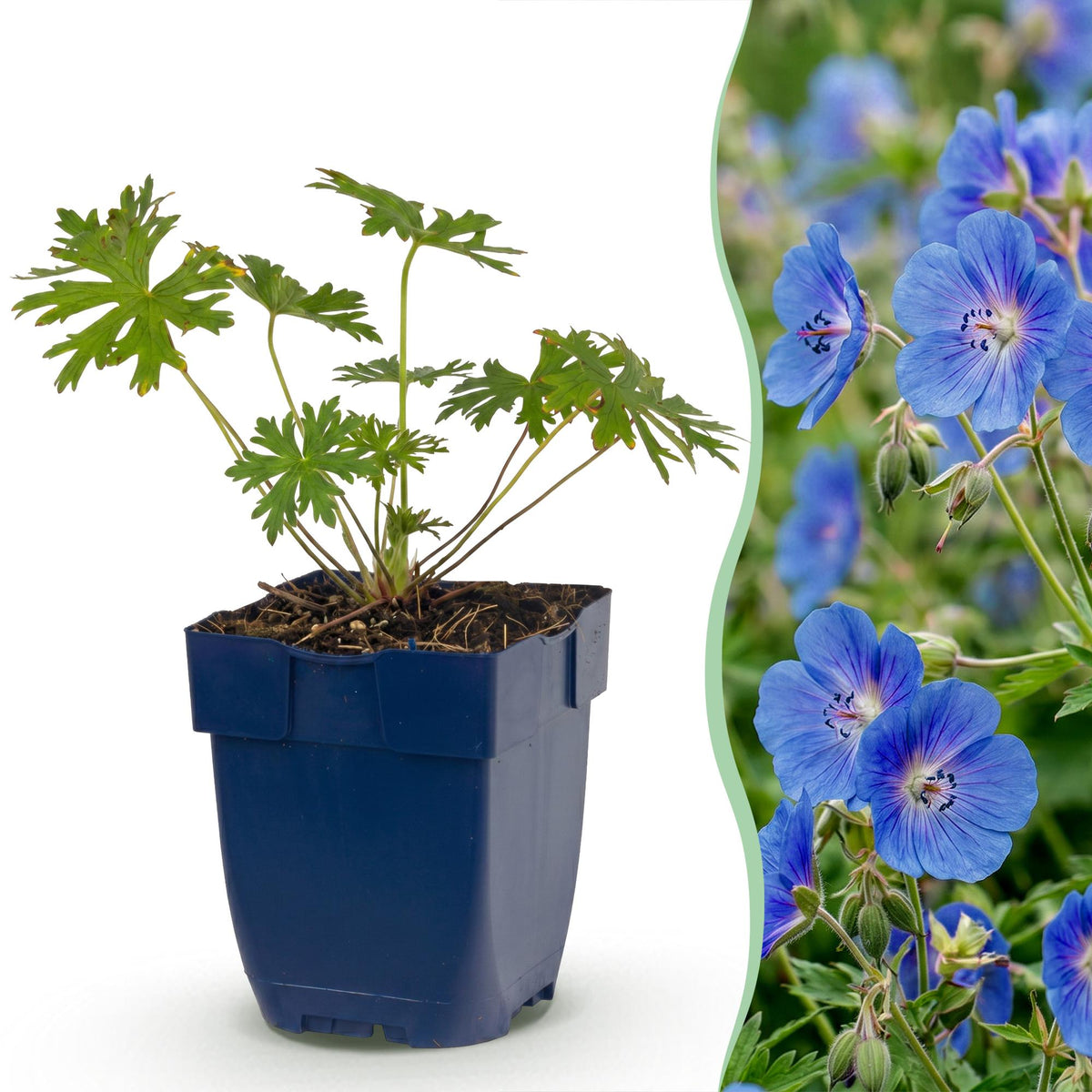 Storchschnabel 'Johnson' – Geranium 'Johnson's Blue' – Topf Ø11cm – Ansicht 2