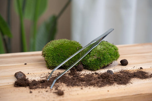 Terrarienpinzette – Edelstahl – 26cm – Lange Greifpinzette für Terrarium & Flaschengarten – Rostfreie Präzisionspinzette zum Pflanzen, Dekorieren & Reinigen 