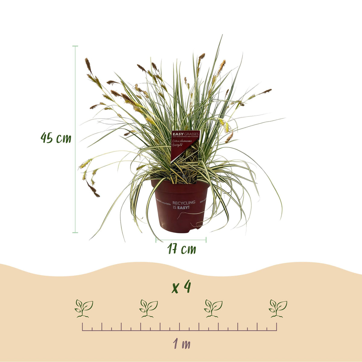 GreenboutiQ - Ziergräser - Carex oshimensis Evergold - Gelb & Grün - 1 Pflanze - Immergrün - Winterhart - Topf 17cm Höhe 50cm 