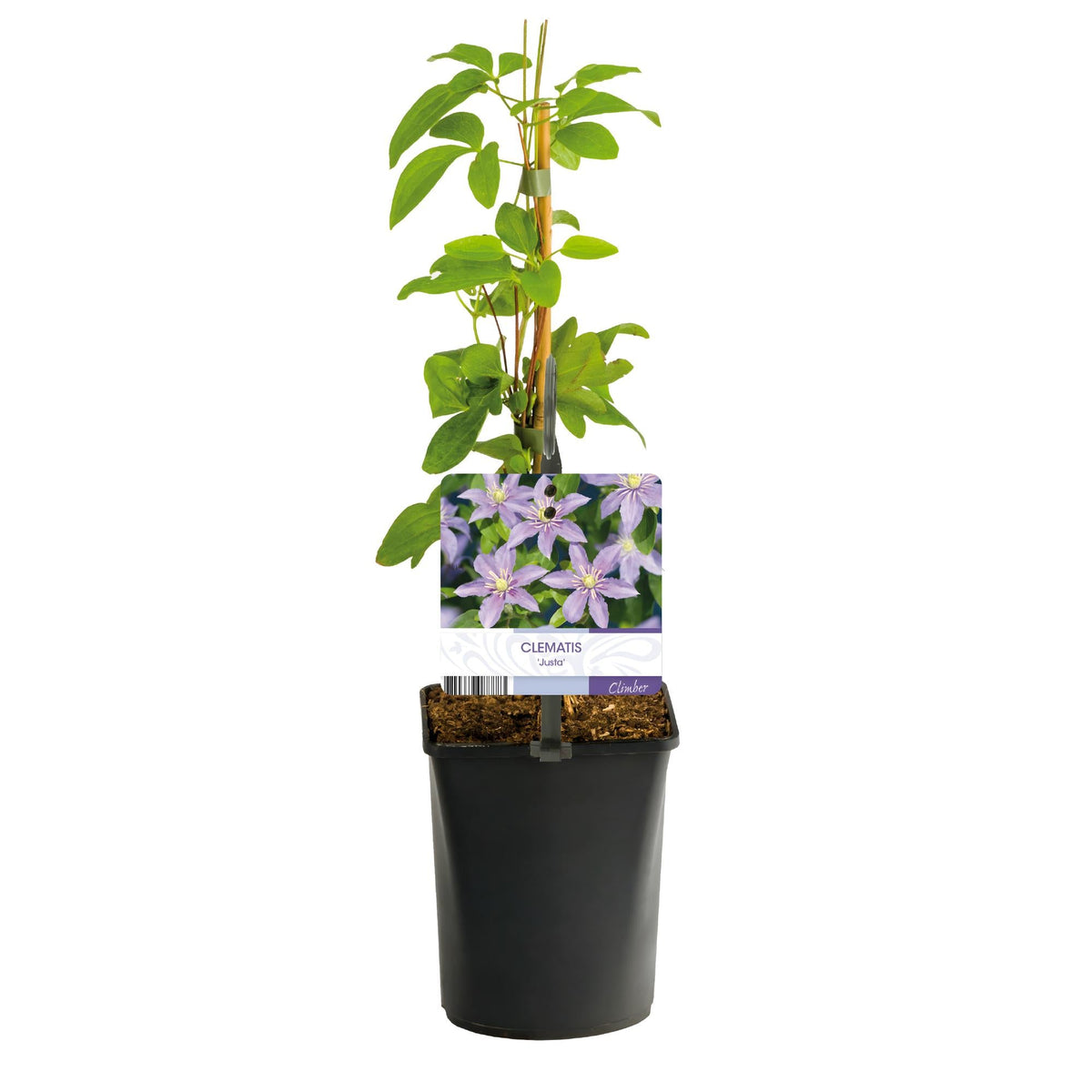 Kletterpflanze - Clematis Justa - Blüte Hellblau - Wenig Pflege - 2 Pflanzen - Topf 11cm Höhe 40cm 