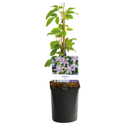 Kletterpflanze - Clematis Justa - Blüte Hellblau - Wenig Pflege - 2 Pflanzen - Topf 11cm Höhe 40cm 