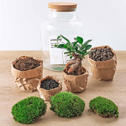 Flaschengarten DIY Bausatz Terrarium Milky Bonsai – Ø21cm – ↕30cm – Do-It-Yourself Flaschengarten Set mit Ficus Ginseng Bonsai 