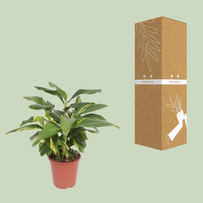 Alpinia Zerumbet Variegata - Ø27cm - ↕80cm 