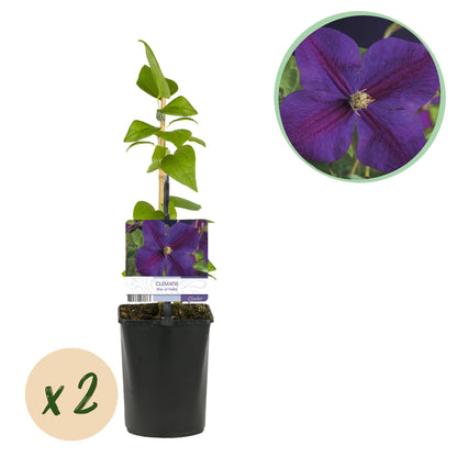 Kletterpflanze Clematis Star of India – Tiefblaue Blüten – 2 Pflanzen – 11 cm x H40 cm – Pflegeleicht & Winterhart – Ideal für Garten, Balkon & Pergolen 