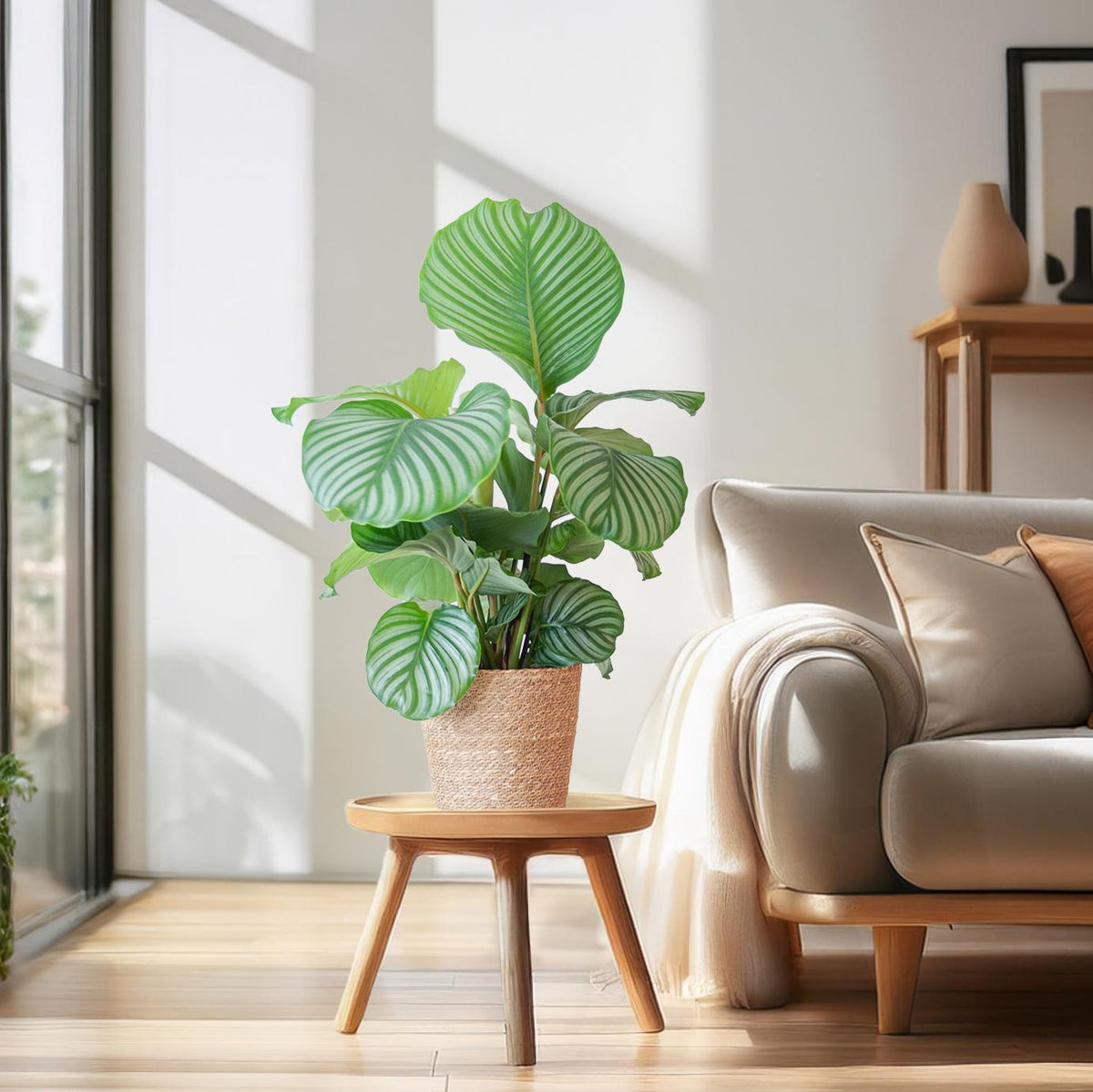 Korbmarante Calathea Orbifolia – Zimmerpflanze – 65cm hoch – Ø21cm – inkl. Natur-Korb Sofia aus Seegras – Luftreinigend & dekorativ 
