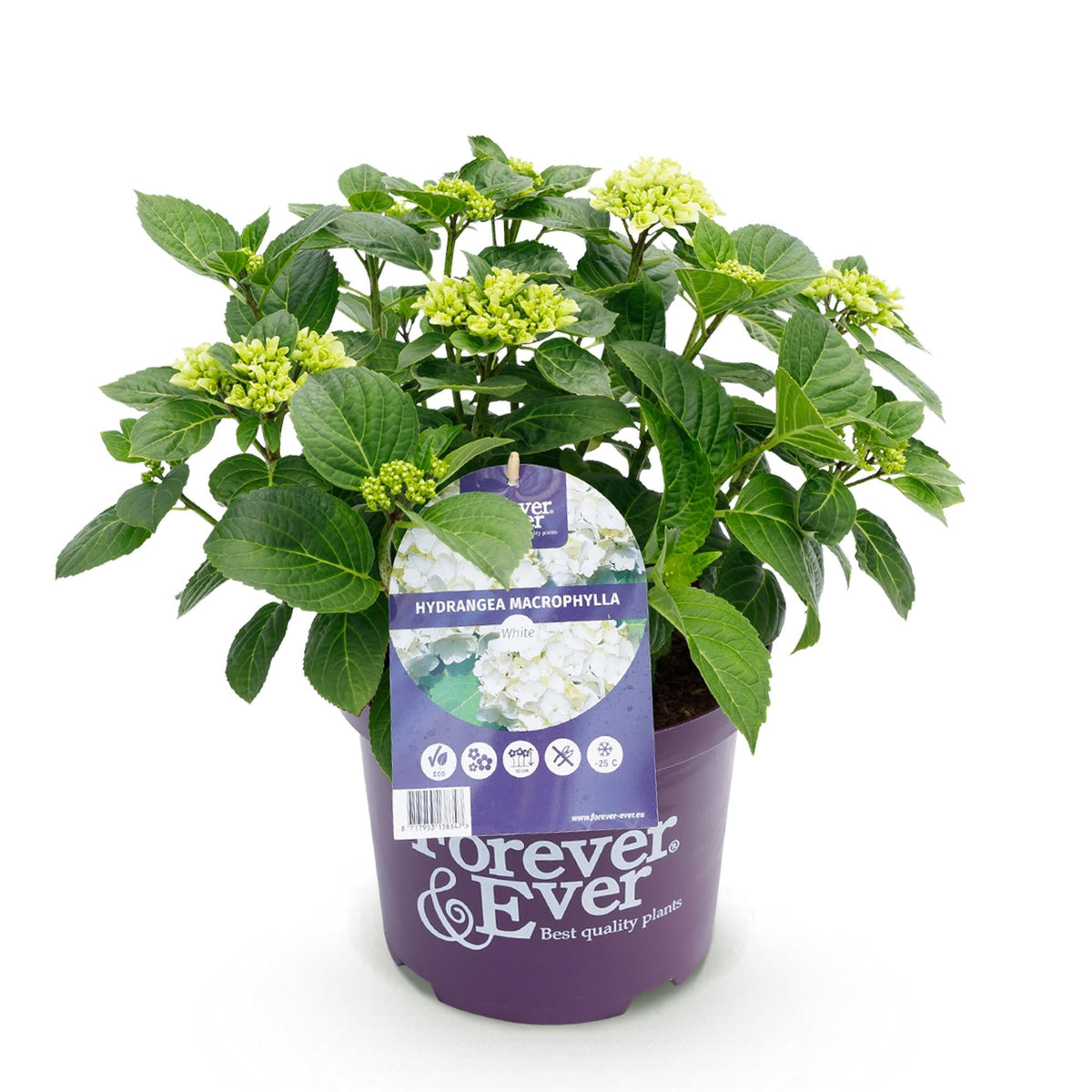 Hortensie Hydrangea macrophylla Forever & Ever Weiß – Balkonpflanze – 7-12 Blüten – Topf 23 cm – Höhe 55 cm – Pflegeleicht – Für Beet, Terrasse & Balkon 