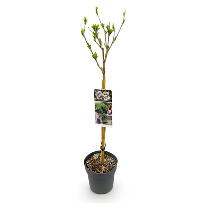 Hibiscus syriacus Starburst Chiffon – Blühende Stamm-Pflanze mit cremeweißen Blüten – Laubabwerfend & pflegeleicht – Ø19 cm – Höhe ca. 90 cm – Für Terrasse & Balkon 