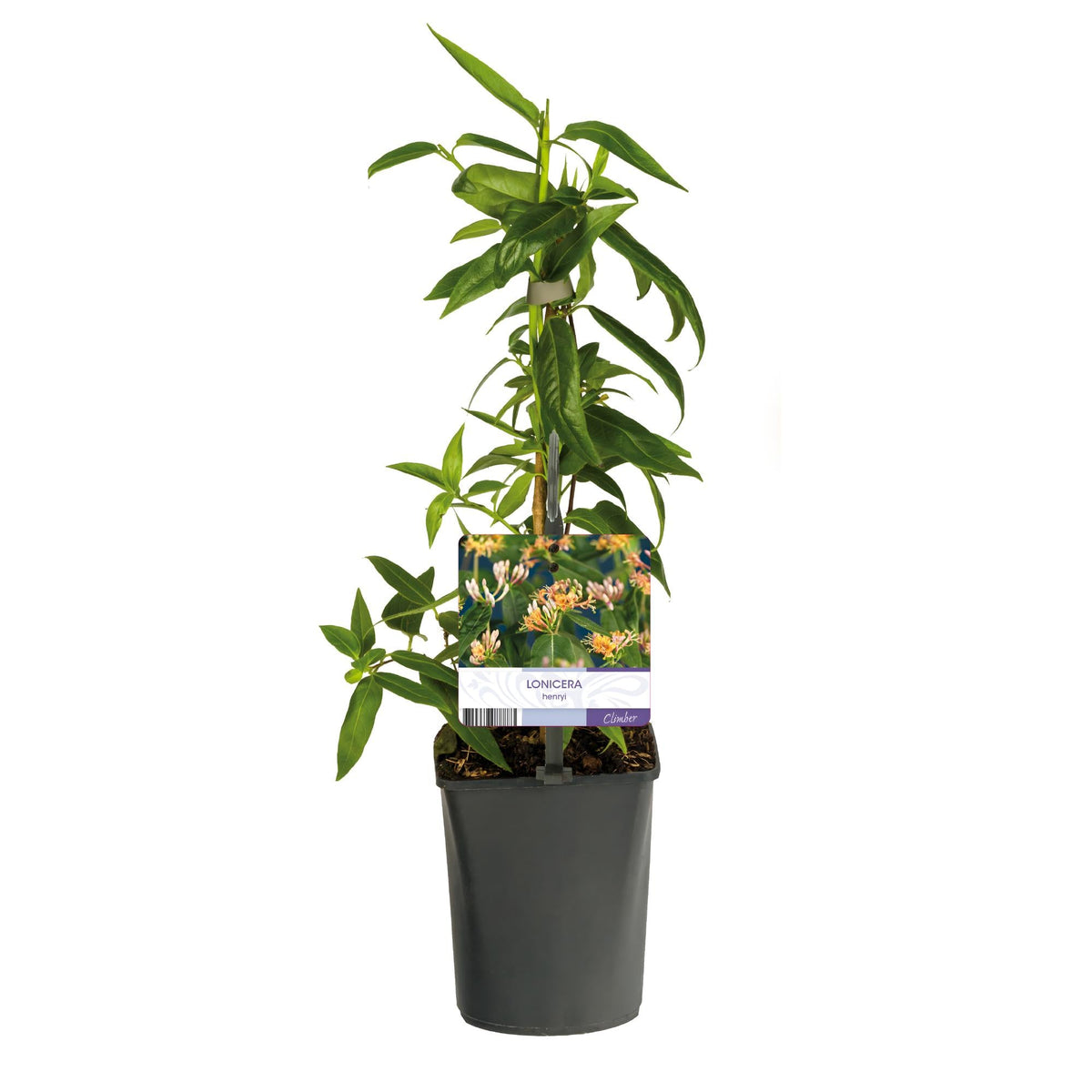 Geißblatt - Lonicera henryi - Blüte Rosa - Wenig Pflege - 2 Pflanzen - Topf 11cm Höhe 40cm 