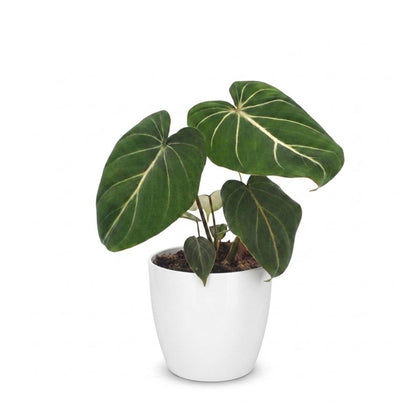 Gloriosum-Baumfreund – Philodendron gloriosum – Topf Ø12cm – Höhe 25cm – mit weißem Dekotopf – Ansicht 2