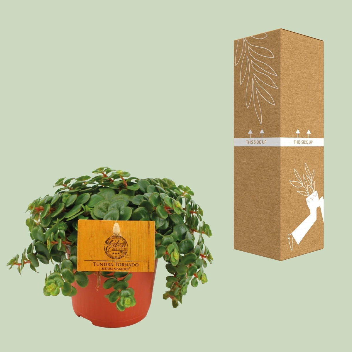 Fetthenne Sedum Tornado – Zimmerpflanze – Ø11 cm – Höhe 15 cm – Pflegeleicht – Halbschatten – Sukkulente für Zuhause 