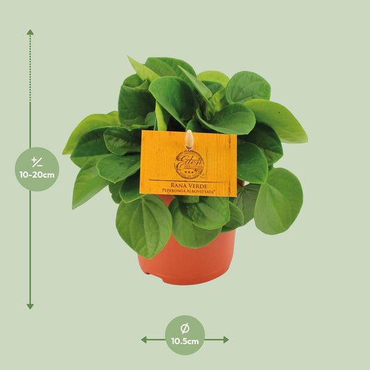 Zwergpfeffer – Peperomia Rana Verde – Zimmerpflanze – Ø11 cm – ↕15 cm – Pflegeleicht – Halbschatten – Glänzendes Blattwerk 