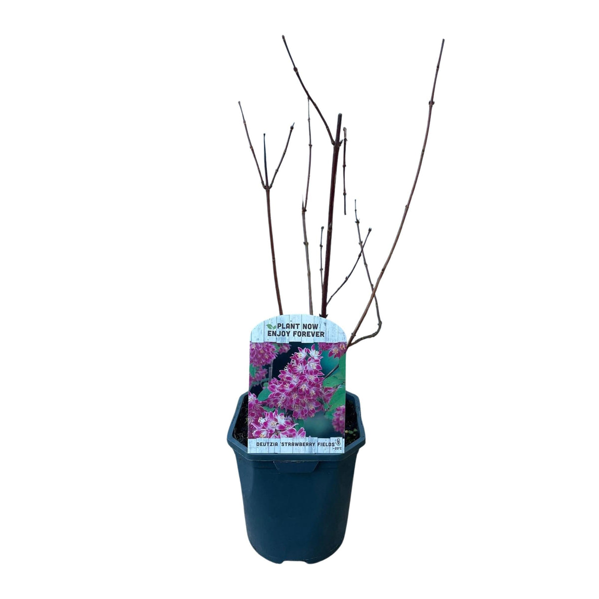 Sternchenstrauch – Deutzia hybrida Strawberry Fields – Rosa Blüten – Strauch – 17cm – Höhe 45cm – Wenig Pflege 