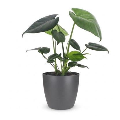 Fensterblatt – Monstera deliciosa – Topf Ø12cm – Höhe 30cm – mit grauem Dekotopf – Dekorative Zimmerpflanze – Ansicht 2