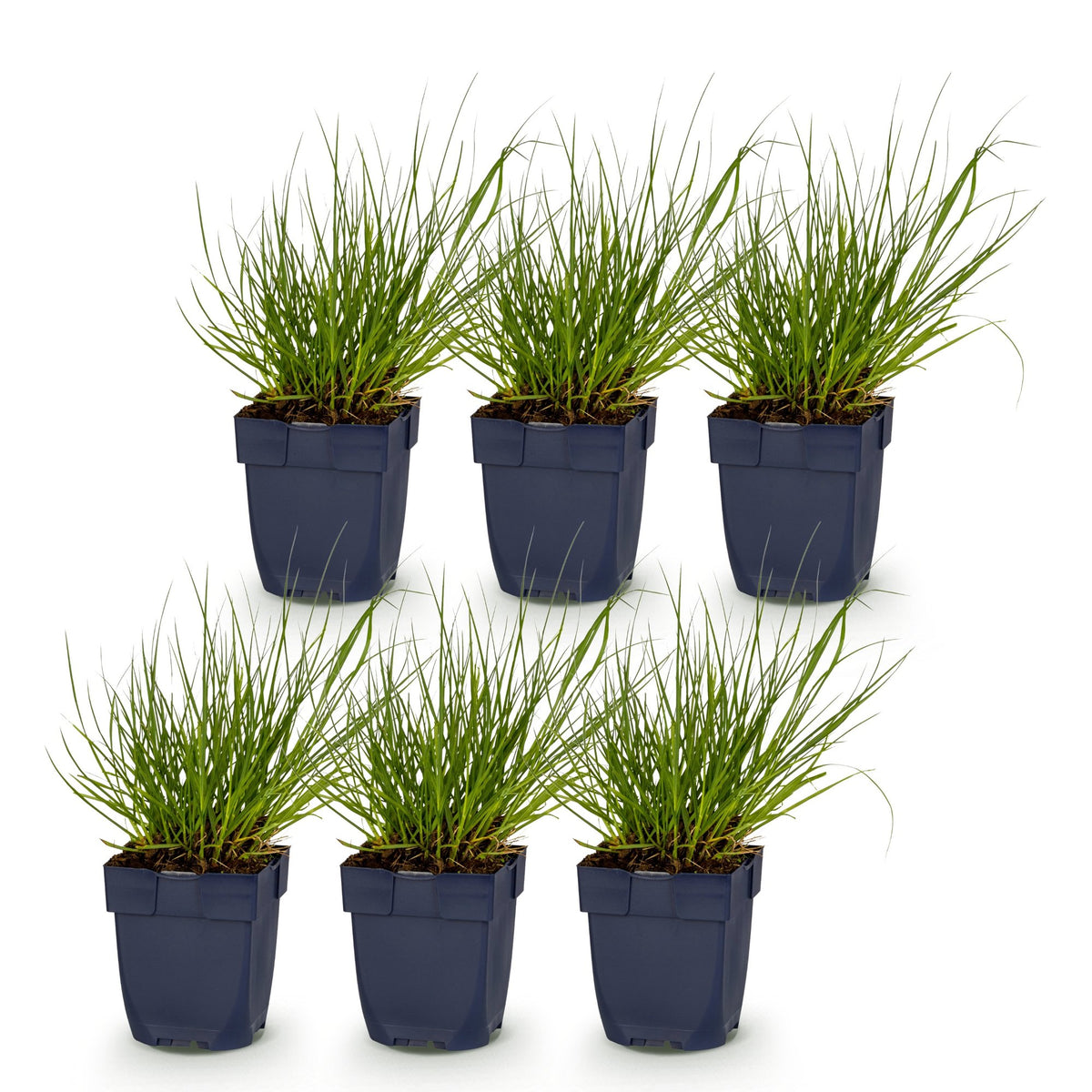 Rutenhirse 'Northwind' – Panicum virgatum 'Northwind' – Topf Ø11cm – Ansicht 2