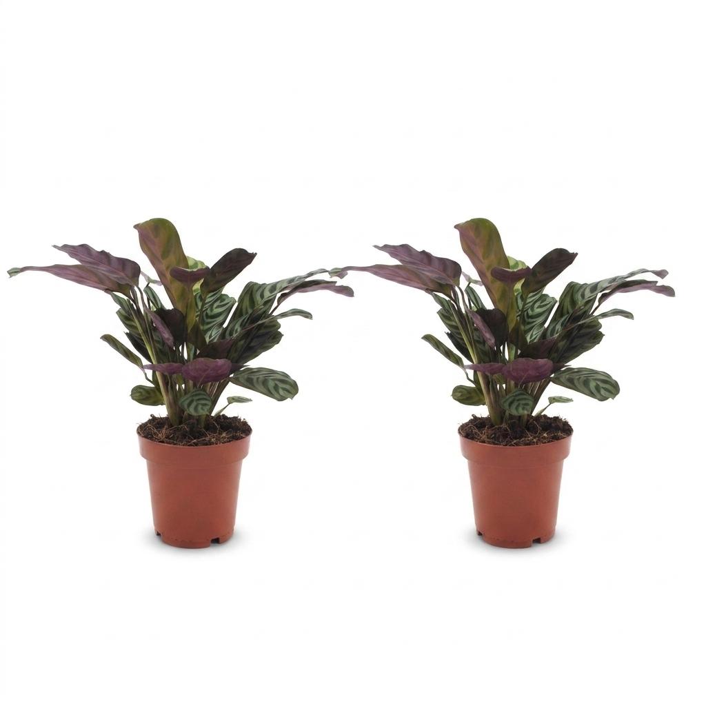 Fischgräten-Gebetspflanze – Ctenanthe burle-marxii – 2 Pflanzen – Topf Ø12cm – Höhe 30cm – Ansicht 2