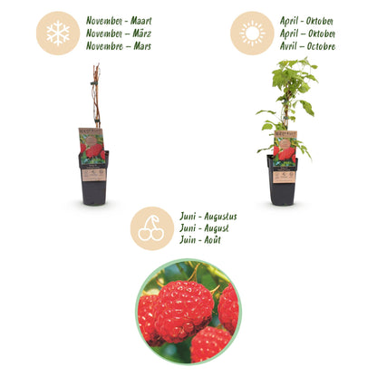 Green boutiQ - Fruit plant - Rubus idaeus Malling Promise - Raspberry plant - Hardy - Red Raspberry - 2 Plants - Pot 15cm - Height 50cm 