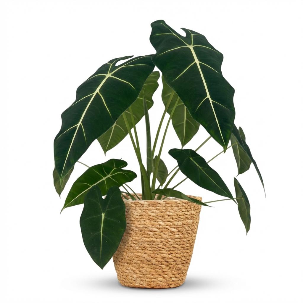 Green boutiQ - Zimmerpflanze - Elefantenohr - Alocasia Frydek - Grün - Pflegeleicht - 1 Pflanze - mit Korb - Topf 19cm - Höhe 60cm 