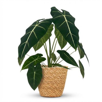 Green boutiQ - Zimmerpflanze - Elefantenohr - Alocasia Frydek - Grün - Pflegeleicht - 1 Pflanze - mit Korb - Topf 19cm - Höhe 60cm 