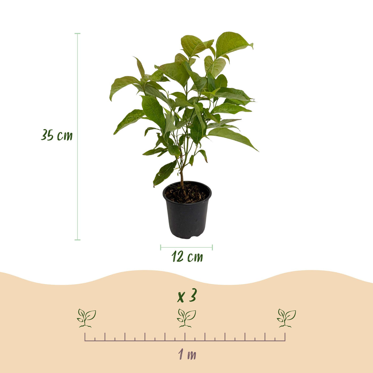 GreenboutiQ - Gartenpflanze - Cornus mas - Blüte Gelb - 3 Pflanzen - Laubabwerfend - Wenig Pflege - Topf 12cm Höhe 35cm 