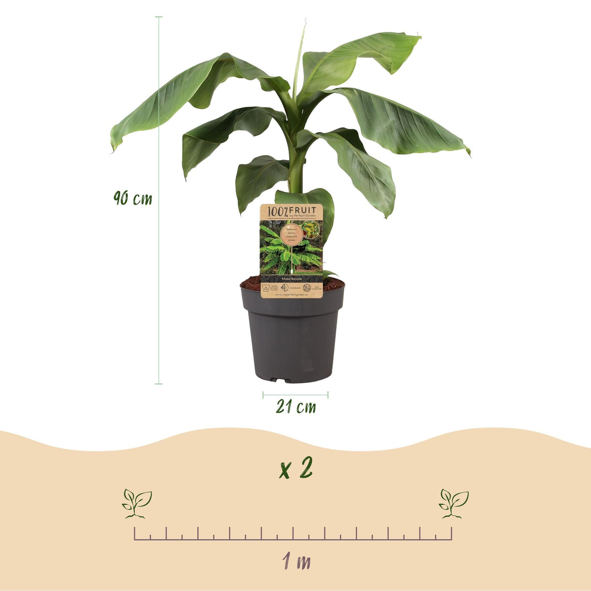 Japanische Faserbanane – Musa Basjoo – Winterharte Bananenpflanze – Ø21 cm – Höhe ca. 90 cm – Exotische Obstpflanze für Garten & Terrasse – Große grüne Blätter – Robust & dekorativ 