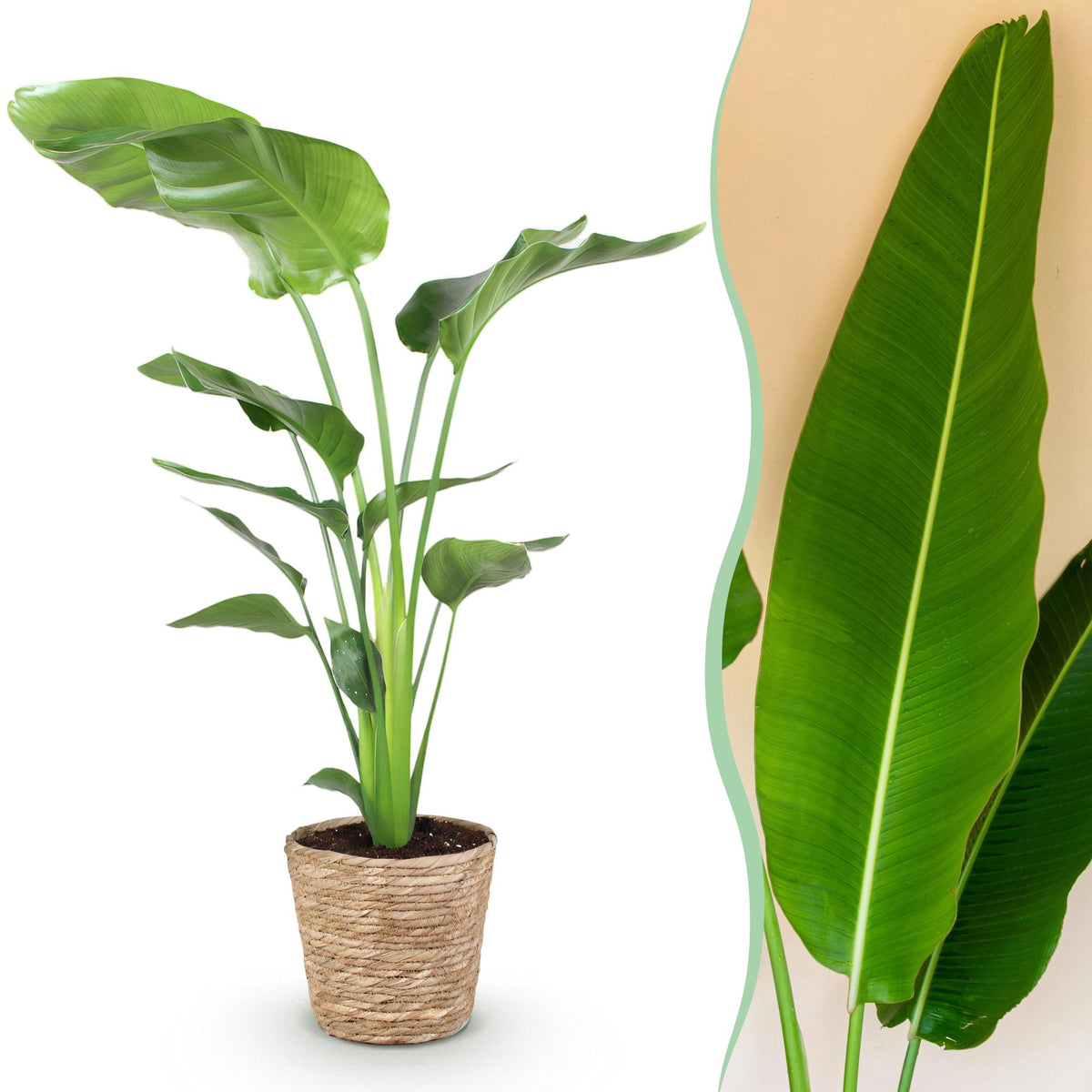 Green boutiQ - Zimmerpflanzen - Stelitzia Nicolai - Paradiesvogelblume - Geringer Pflegeaufwand - mit Korb - Grün - 1 Pflanze - Topf 21cm - Höhe 110-120cm 