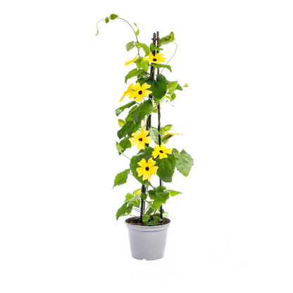 Schwarzäugige Susanne - Thunbergia alata Sunny Susy Yellow - Ø13 cm - ↕60 cm 