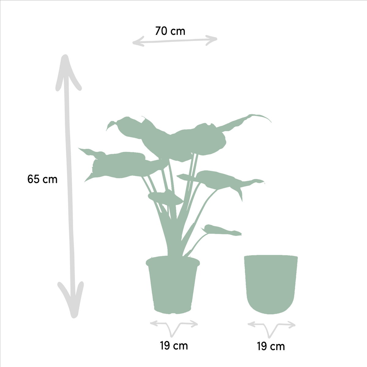 Alocasia Cucullata - Ø19cm - ↕65cm + Topf Mayk Gold 